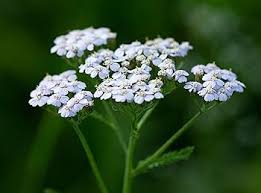 White Yarrow Flower Seeds for Planting – Heirloom, Non-GMO, Cut Flower Favorite, High Germination