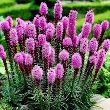 Blazing Flower Seeds for Planting – Colorful Display Heirloom Non-GMO Organic Garden Seeds