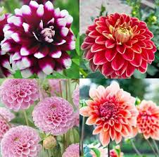 Dahlia Flower Seeds for Planting – Sun Loving, Heirloom, Non-GMO, High Germination Garden Seeds