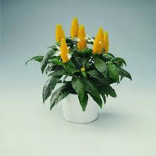 Yellow Pachystachys Lutea Flower Seeds for Planting | Heirloom Non-GMO High Germination Organic Garden Seeds