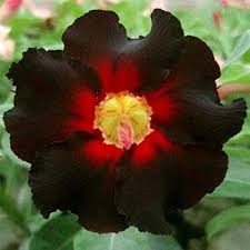 Black Red Adenium Obesum Flower Seeds for Planting – Heirloom, Non-GMO, High Germination Organic Garden Seeds