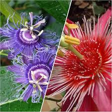 Mix Passiflora Flower Seeds for Planting – Fragrant Blossoms Heirloom Non-GMO High Germination Organic Garden Seeds