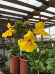 Yellow Mimulus Guttatus Flower Seeds for Planting - Low Maintenance, Heirloom & GMO Free Seeds for Home Garden Non-GMO