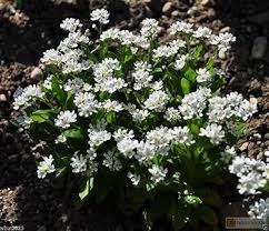 White Myosotis Flower Seeds for Planting – Heirloom, Non-GMO, High Germination Organic Garden Seeds
