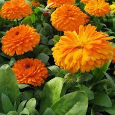 Calendula Flower Seeds for Planting – Seasonal Bloomer, Heirloom, GMO Free Organic Garden Seeds