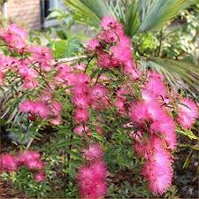 Calliandra Flower Seeds for Planting – Garden Favorite, Heirloom, Non-GMO, Organic Garden Seeds