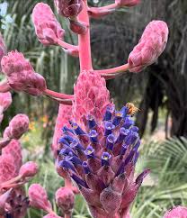 Purple Puya Venusta Flower Seeds for Planting – Shade Tolerant, Heirloom, Non-GMO, High Germination Organic Seeds
