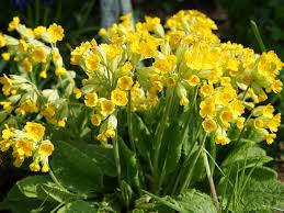 Heirloom Veris Flower Seeds for Planting – Wildflower Mix, Non-GMO, High Germination Organic Garden Seeds