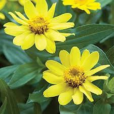 Yellow Creeping Zinnia Flower Seeds for Planting – Long Bloom Season, Heirloom, Non-GMO, High Germination