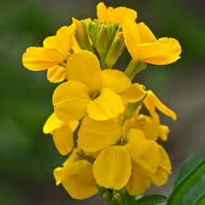 Yellow Wallflower Flower Seeds for Planting – Heirloom, Non-GMO, Premium Quality Garden Seeds