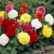 Heirloom Begonia Flower Seeds – Non-GMO, High Germination Organic Garden Seeds