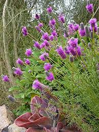 Dalea Purpurea Flower Seeds for Planting – Heirloom, Non-GMO, High Germination Organic Garden Seeds