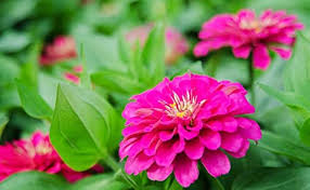 Pink Zinnia Flower seeds for Planting – Pollinator Friendly, Heirloom, Non‑GMO, High Germination Organic Garden Seeds