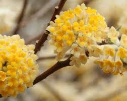 Heirloom Yellow Edgeworthia Flower Seeds for Planting – Hardy Variety, Non-GMO, High Germination Organic Garden Seeds