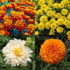 Marigold Flower Seeds for Planting – Shade Tolerant, Heirloom, Non-GMO & High Germination Seeds