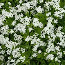 Sweet Woodruff Flower Seeds for Planting – Low Maintenance, Heirloom, Non-GMO, Organic Garden Seeds