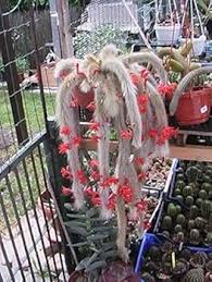 Hildewintera Flower Seeds for Planting – Fragrant Blossoms, Heirloom, Non-GMO, High Germination Garden Seeds