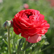 Deep Red Ranunculus Flower seeds for Planting - Seasonal Bloomer, Heirloom & GMO Free Seeds for Home Garden