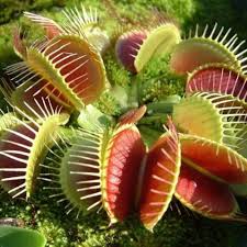 Venus Fly Trap Flower Seeds for Planting – Heirloom, Non-GMO, High Germination Organic Garden Seeds