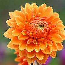 Dahlia Flower Seeds for Planting – Heirloom, Non-GMO, Seasonal Bloomer Organic Garden Seeds