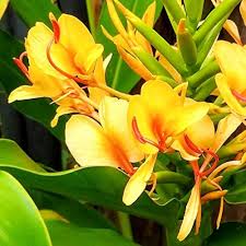 Hedychium Gardnerianum Flower Seeds for Planting – Heirloom, Non-GMO, High Germination Organic Garden Seeds