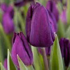 Purple Tulip Flower Seeds for Planting – Fragrant Blossoms, Heirloom, Non-GMO, High Germination Organic Garden Seeds