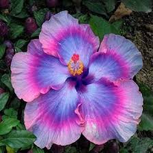 Purple & Pink Hibiscus Flower Seeds for Planting – Heirloom, Non-GMO, Cut-Flower Organic Garden Seeds