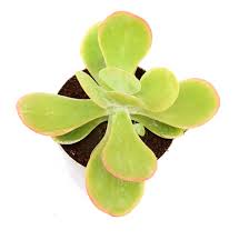 Mix Thyrsiflora Flower Seeds for Planting – Premium Quality, Heirloom, Non-GMO, High Germination Organic Garden Seeds