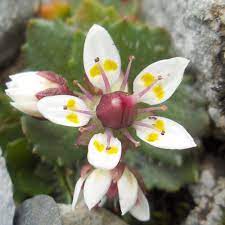 Flower Seeds, Seeds,Seeds For Planting,Plant Seeds