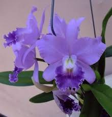 Mixed Cattleya Flower Seeds for Planting – Heirloom Non-GMO Organic Garden Seeds, High Germination