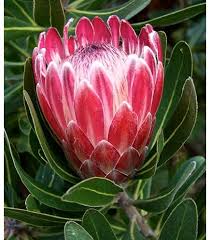 Protea Cynaroides Flower Seeds for Planting – Bright Blooms Heirloom Non-GMO Seeds