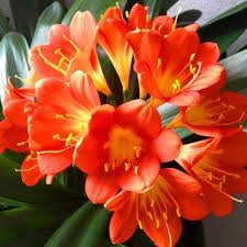 Orange Miniata Flower Seeds for Planting – Heirloom, Non-GMO, Bright Blooms Organic Garden Seeds
