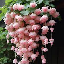 Flower Seeds, Seeds,Seeds For Planting,Plant Seeds