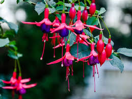 Lavender Fuchsia Flower Seeds for Planting - Heirloom, Non-GMO, High Germination Organic Garden Seeds