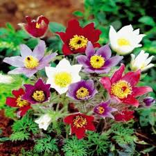 Pasque Flower Seeds for Planting – Pollinator Friendly, Heirloom Non-GMO High Germination Organic Garden Seeds