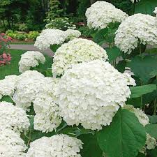 White Hydrangea Flower Seeds for Planting – Heirloom, Non-GMO, High Germination Organic Garden Seeds