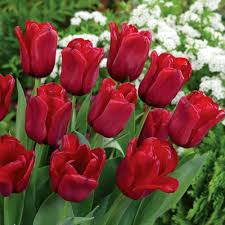 Deep Red Tulip Flower Seeds for Planting – Premium Quality Heirloom, Non-GMO, High Germination Organic Garden Seeds