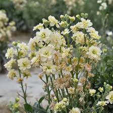 Light Yellow Matthiola Incana Flower Seeds for Planting – Garden Favorite, Heirloom, Non-GMO, High Germination Organic Garden Seeds