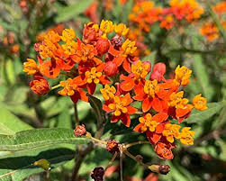 Asclepias Flower Seeds for Planting – Fragrant Blossoms, Heirloom & Non-GMO Seeds