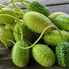 Wild Gherkin Cucumber Seeds for Planting – Heirloom, Non-GMO – Tangy Mini Fruits for Pickling & Organic Gardens
