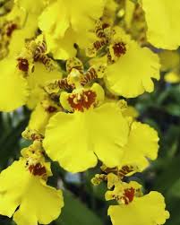 Oncidium Flower Seeds for Planting - Vibrant Colors, Heirloom &amp; Non-GMO Organic Garden Seeds - High Germination