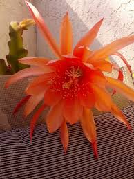 Orange Epiphyllum Oxypetalum Flower Seeds for Planting - Heirloom, Non-GMO Organic Garden Seeds for Home Garden