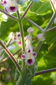 Tiger Claw Purple White Seeds for Planting – Organic, Heirloom, Non-GMO, High Germination Flower Seeds