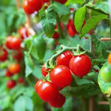 Tomato Vegetable Seeds for Planting – Heirloom Non-GMO, Rich Red Tomatoes, High Germination Organic Garden Seeds – 100 pcs
