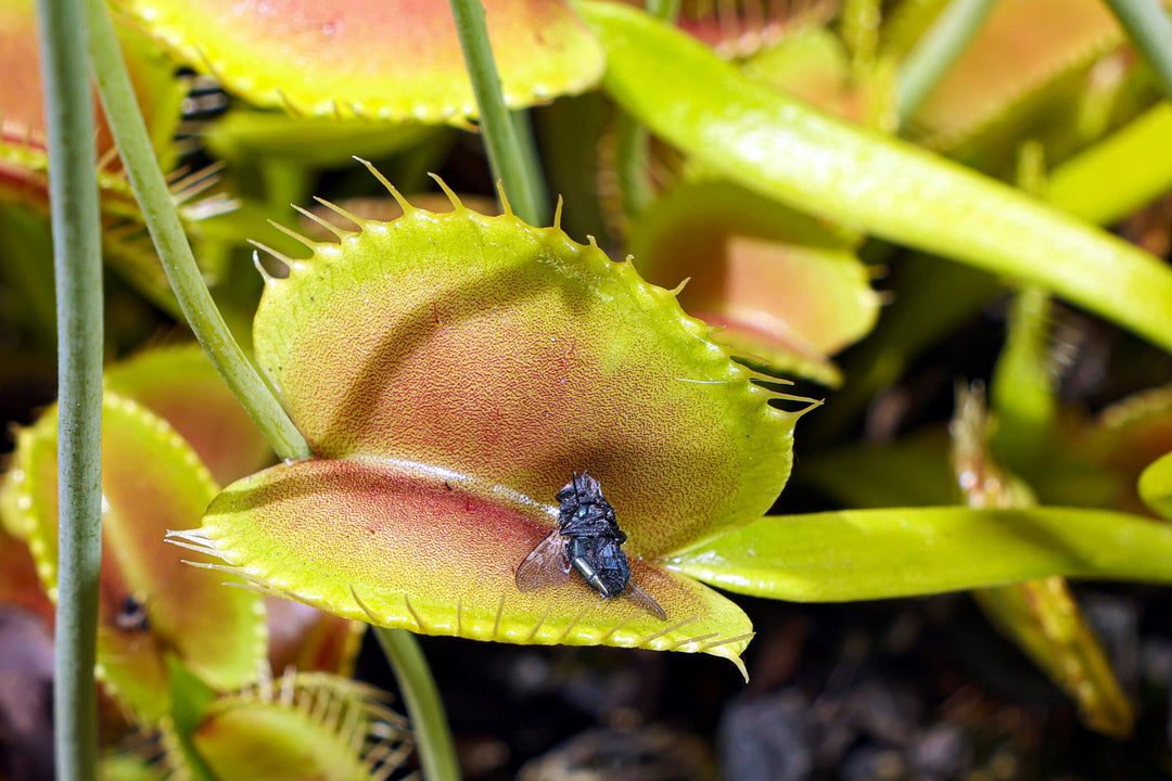 Mosquito Carnivorous Flower Seeds for Planting – Heirloom Non-GMO Organic Garden Seeds