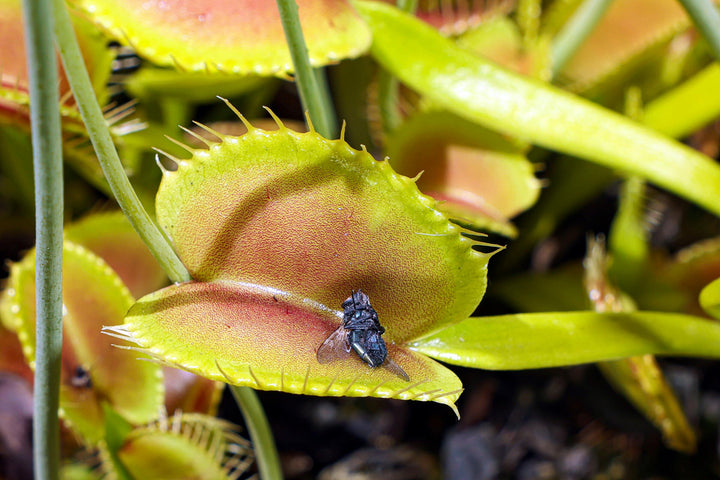Mosquito Carnivorous Flower Seeds for Planting – Heirloom Non-GMO Organic Garden Seeds
