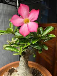Adenium Obesum Flower Seeds for Planting – Heirloom, Non-GMO, Colorful Display Organic Garden Seeds