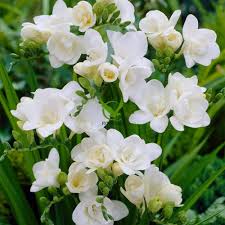White Freesia Flower Seeds for Planting – Heirloom, Non-GMO, Vibrant Organic Garden Seeds