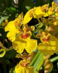 Oncidium Flower Seeds for Planting - Vibrant Colors, Heirloom &amp; Non-GMO Organic Garden Seeds - High Germination