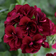 Burgundy Geranium Flower Seeds for Planting – Heirloom Non-GMO Organic Garden Seeds – Sun Loving, High Germination